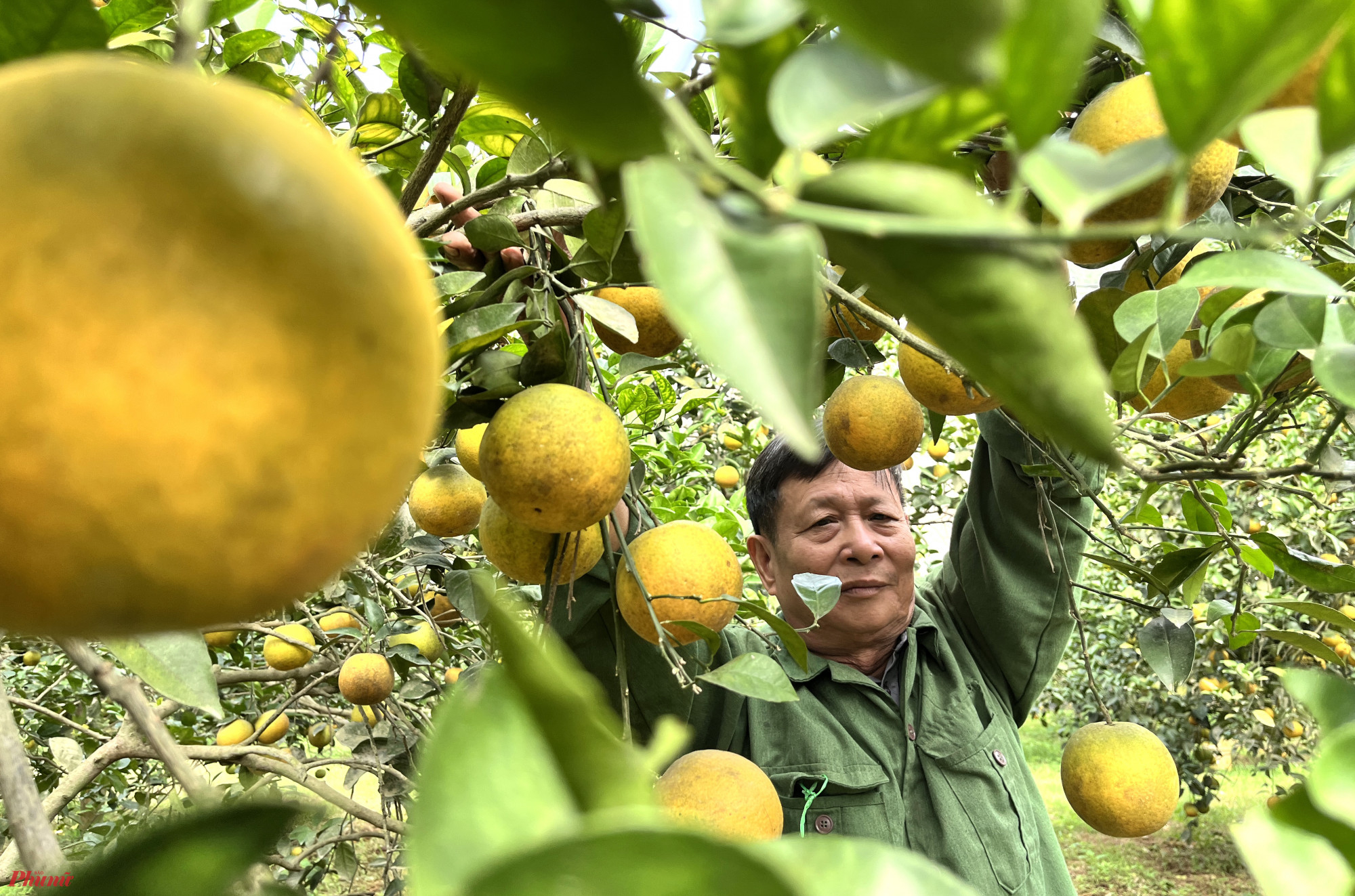 Cam Vinh được mùa, nông dân tìm cách “neo” trái để bán tết