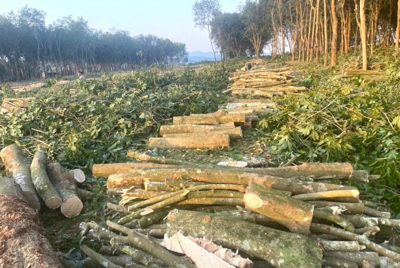 Nỗi buồn ở “thủ phủ vàng trắng” xứ Nghệ