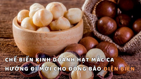Chế biến kinh doanh hạt mắc ca – Hướng đi mới cho đồng bào Điện Biên